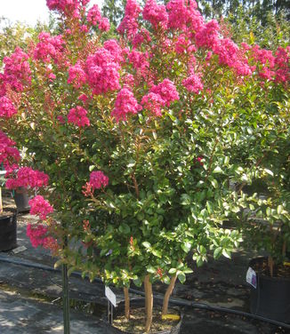 Lagerstroemia x Tonto