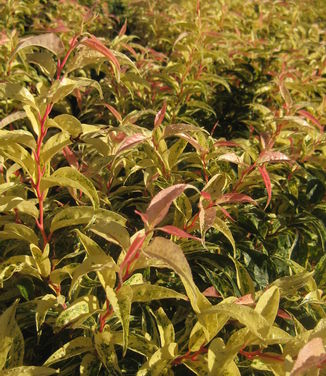 Leucothoe fontanesiana Rainbow - Dog-hobble