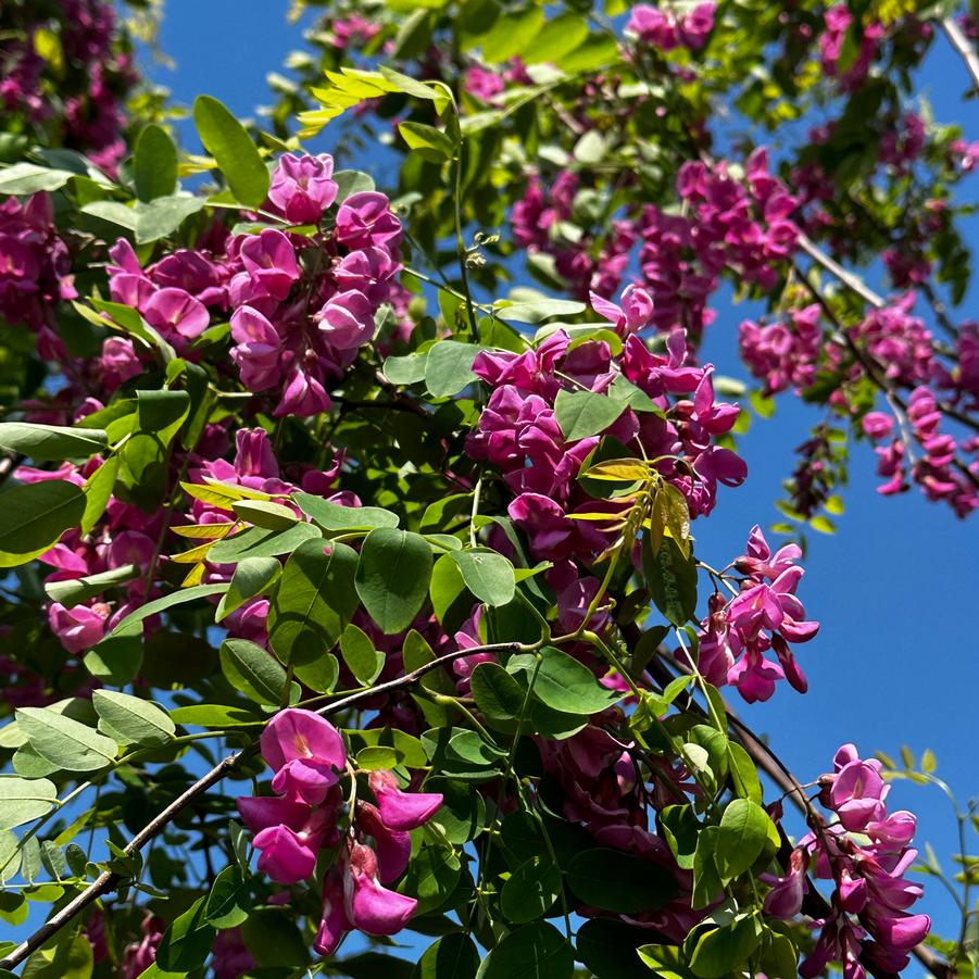 Robinia pseudoacacia 'Purple Robe' - Black Locust from Pleasant Run Nursery