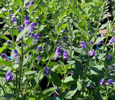 Scutellaria incana - Hoary Skullcap from Pleasant Run Nursery