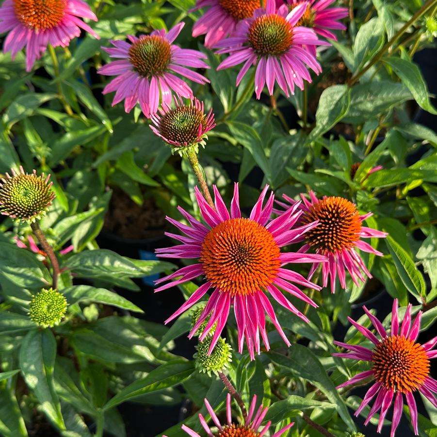 Echinacea purpurea 'Pica Bella' - Coneflower from Pleasant Run Nursery
