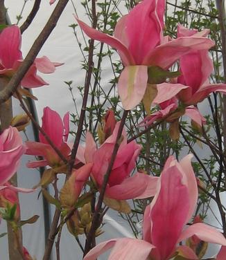 Magnolia x Daybreak