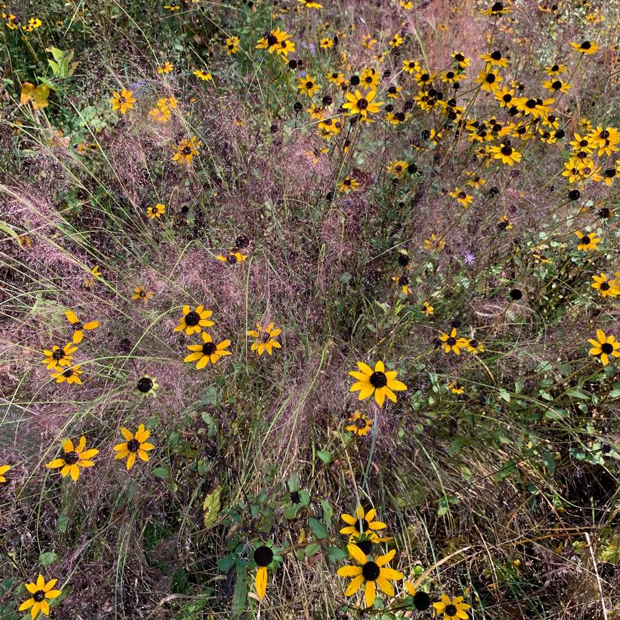 Rudbeckia triloba - Brown-Eyed Susan from Pleasant Run Nursery