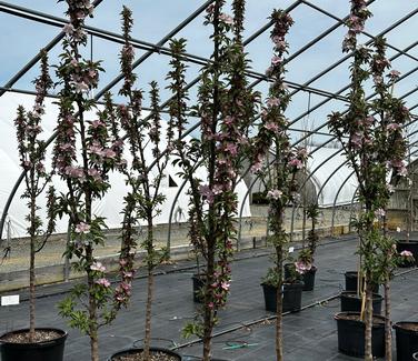 Malus x adstrigens Emerald Spire® - Flowering Crabapple from Pleasant Run Nursery