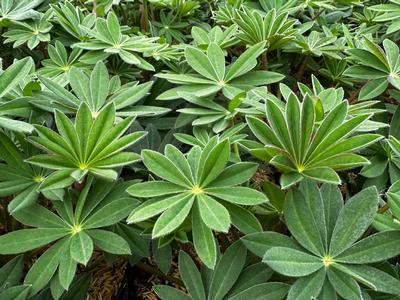 Lupine x 'Westcountry Manhattan Lights' - Lupine from Pleasant Run Nursery