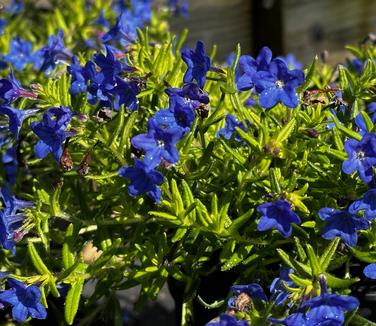 Lithodora diffusa 'Gold 'n Sapphires' - Lithodora- Grace Ward from Pleasant Run Nursery