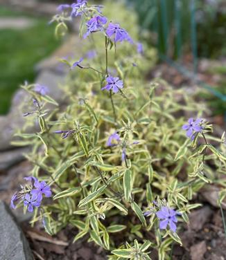 Phlox divaricata 'Blue Ribbons' - Woodland Phlox from Pleasant Run Nursery