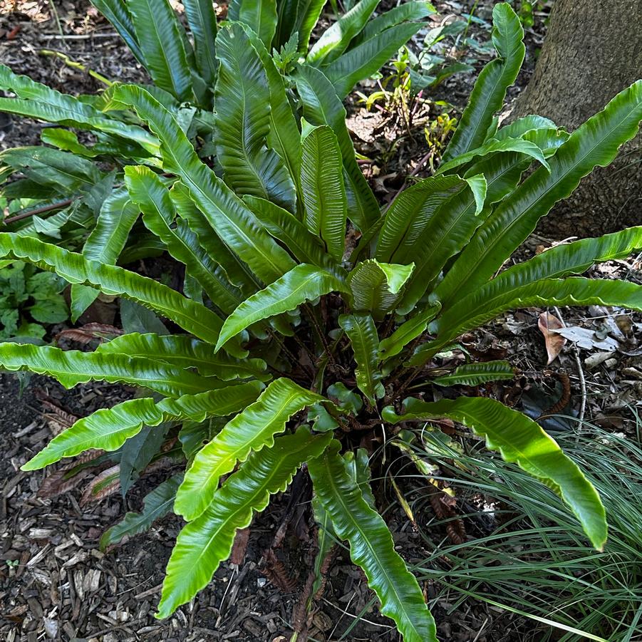 Asplenium scolopendrium - Hart's Tongue Fern from Pleasant Run Nursery