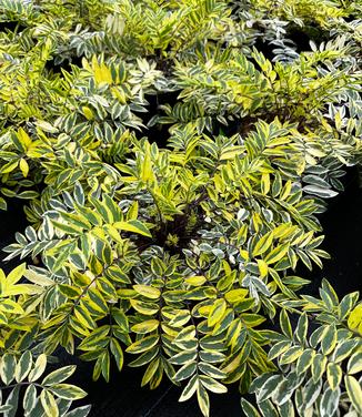 Polemonium pulcherrimum 'Golden Feathers' - Stairway to Heaven Jac. Ladder from Pleasant Run Nursery