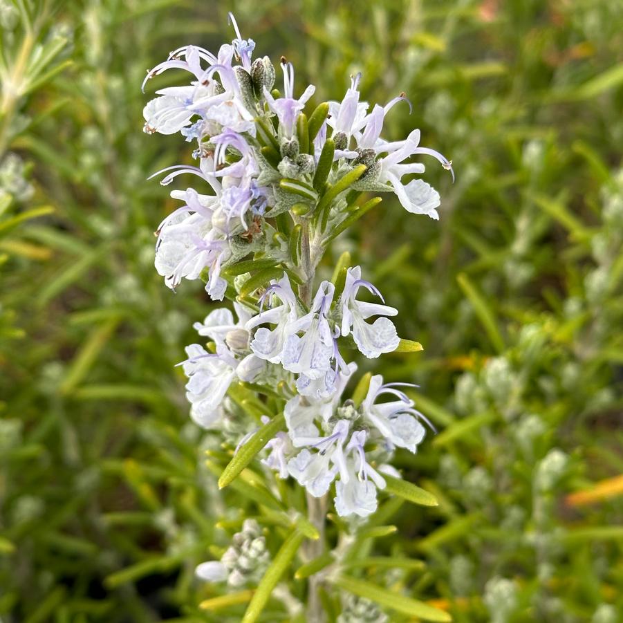 Rosmarinus officinalis 'Arp' - Rosemary from Pleasant Run Nursery