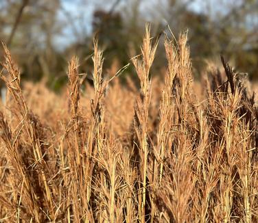 Andropogon glomeratus - Bushy Bluestem from Pleasant Run Nursery