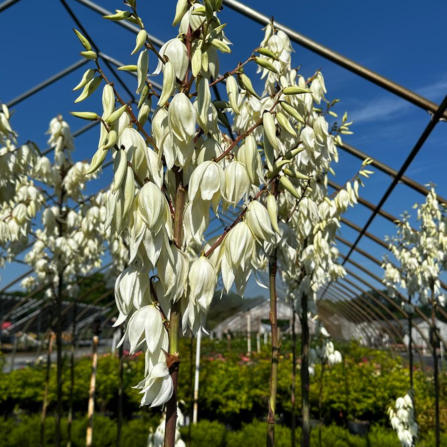 Yucca filamentosa 'Silver Anniversary' - Adam's Needle from Pleasant Run Nursery