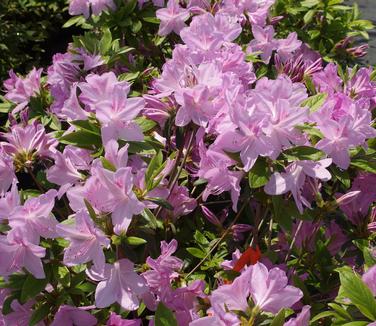Rhododendron yedoense var. poukhanense - Korean Azalea