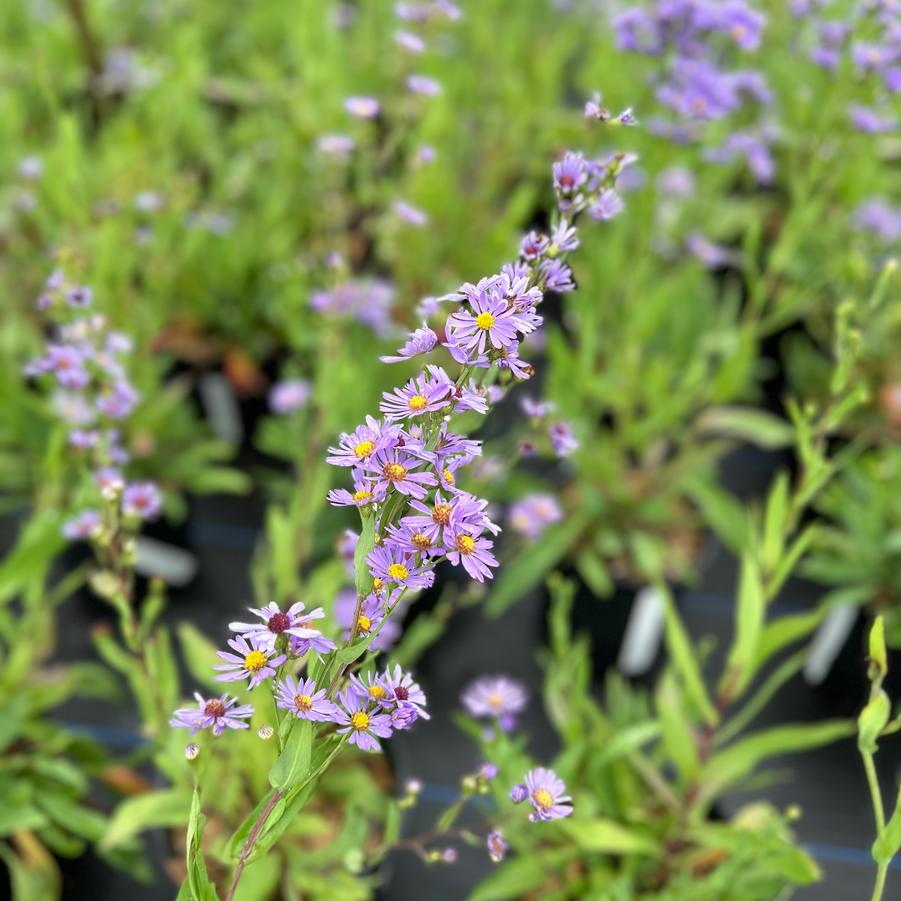 Aster laeve - Smooth Aster from Pleasant Run Nursery