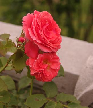 Rosa America - Climbing Rose