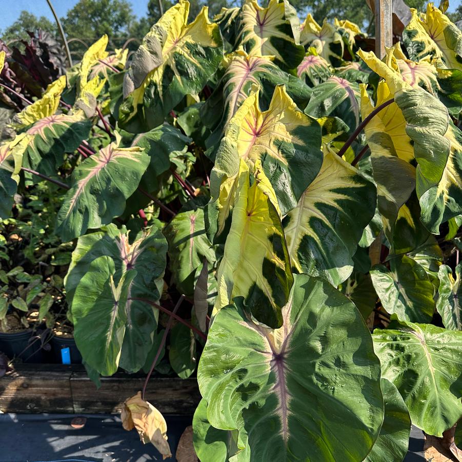 Colocasia x Royal Hawaiian® 'Waikiki' - Elephant Ear from Pleasant Run Nursery