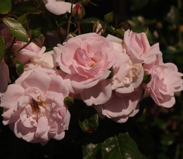 Rosa New Dawn