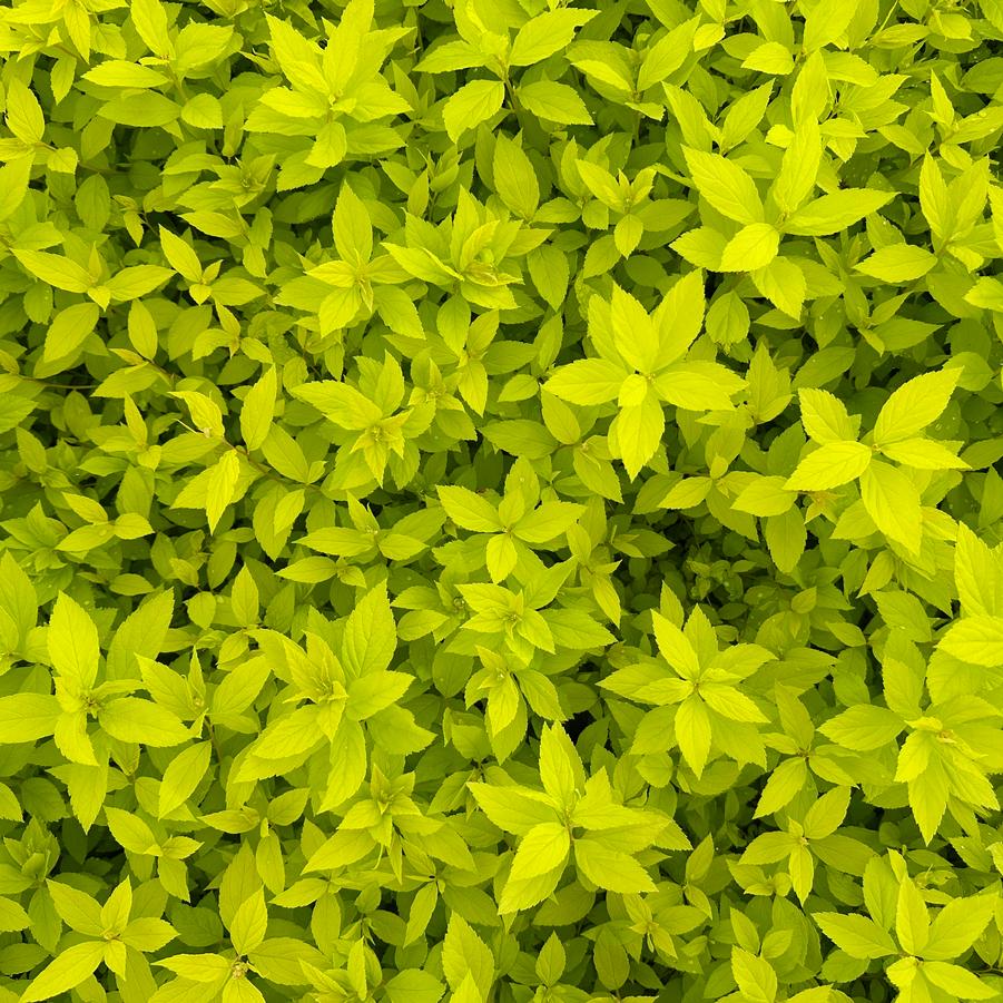 Spiraea japonica 'Gold Mound' - Spirea from Pleasant Run Nursery