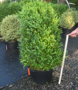 Buxus sempervirens