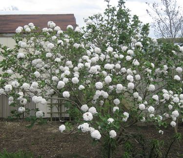 Viburnum x Cayuga