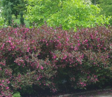 Weigela florida Wine & Roses (Maine Bot Garden)