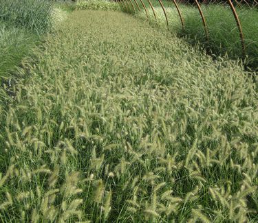 Pennisetum alopecuroides Hameln
