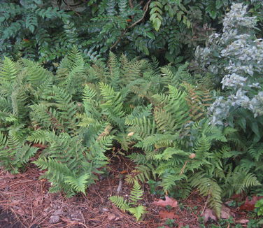 Dryopteris marginalis - Evergreen Wood Fern (@ Scott Arb)
