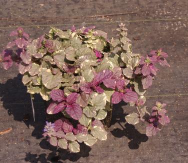 Ajuga reptans Burgundy Glow