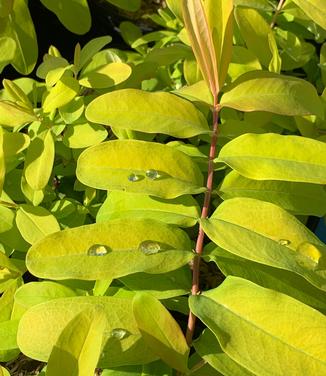Hypericum calycinum Brigadoon