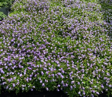 Mazus reptans - Creeping Mazus