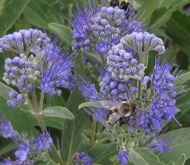 Caryopteris x clandonensis 'Dark Knight' - Bluebeard