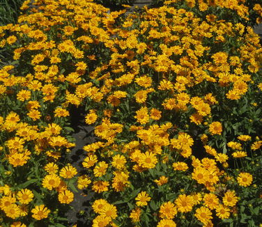 Coreopsis x Jethro Tull