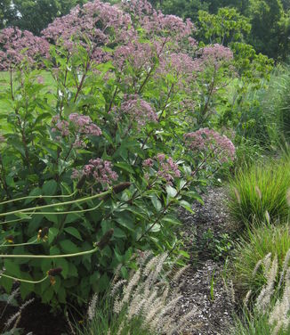 Eupatorium maculatum Gateway