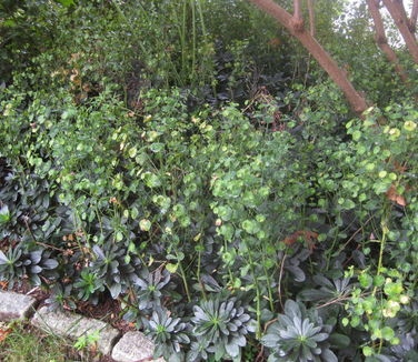 Euphorbia amygdaloides var. robbiae (@ Rutgers Gardens)
