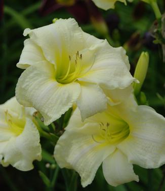 Hemerocallis Joan Senior