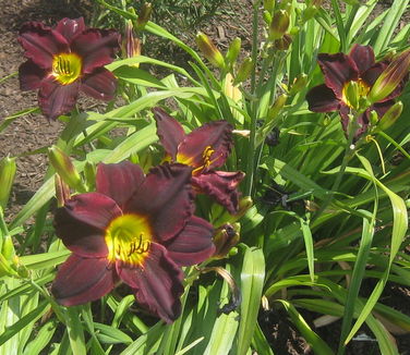 Hemerocallis Jungle Beauty