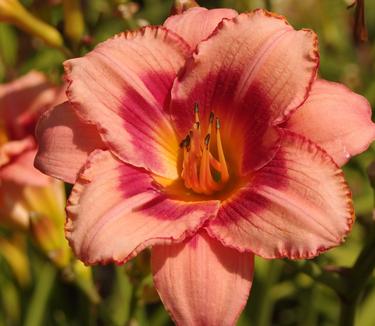 Hemerocallis Strawberry Candy