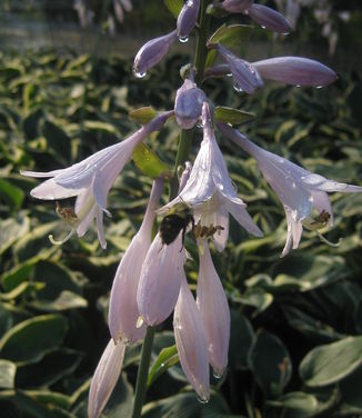 Hosta Francee - Plantain Lily