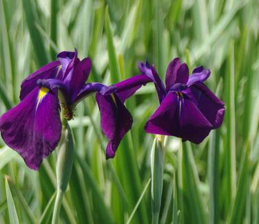 Iris ensata Variegata