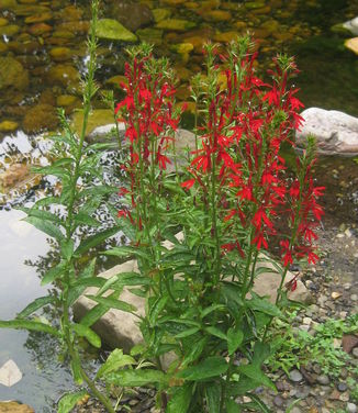 Lobelia cardinalis (@ Rutgers Gardens)