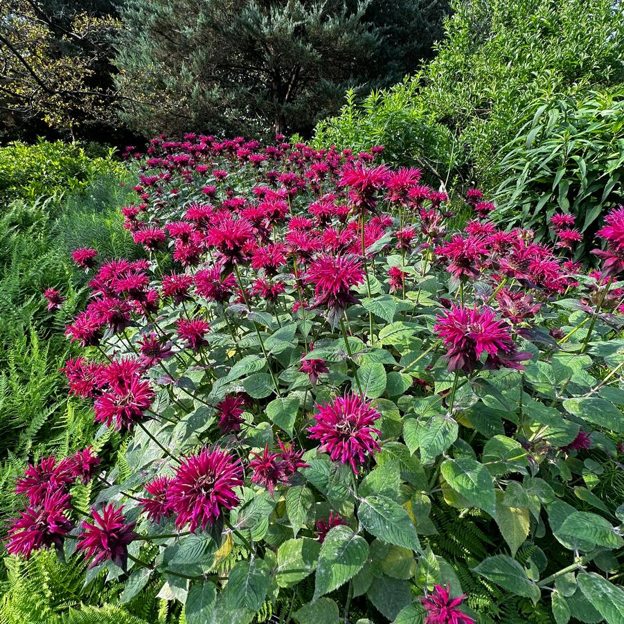 Monarda didyma 'Raspberry Wine' - Bee Balm from Pleasant Run Nursery