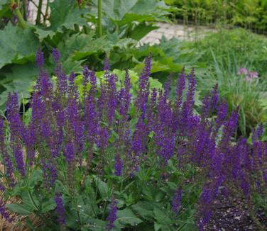 Salvia nemorosa May Night (@ Maine Bot Gardens)
