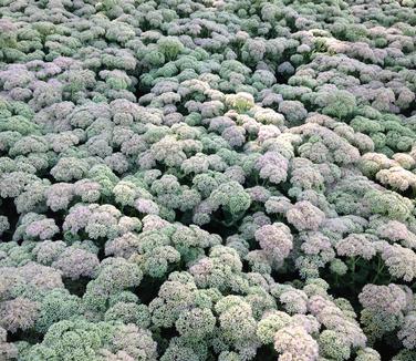 Sedum x Autumn Joy