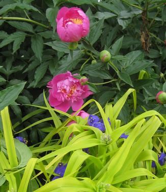 Tradescantia x Sweet Kate