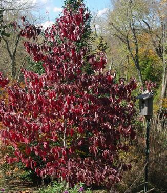 Cornus florida Cherokee Chief