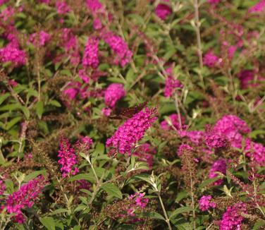 Buddleia davidii Miss Ruby
