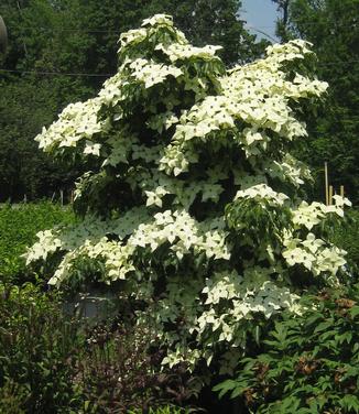 Cornus kousa Greensleeves - Kousa Dogwood 