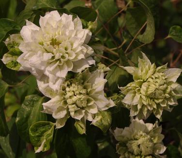 Clematis Duchess of Edinburgh