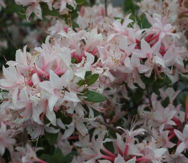 Rhododendron atlan. Marydel