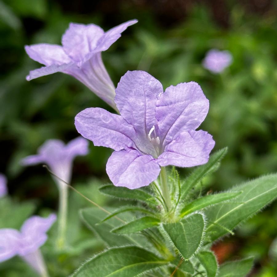 Ruellia humilis - Wild Petunia (@ MSU)